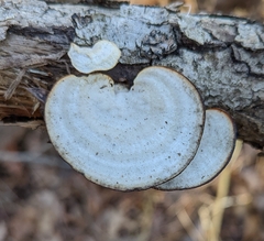 Mycorrhaphium adustum