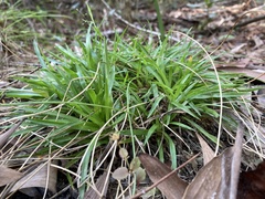 Eriocaulaceae