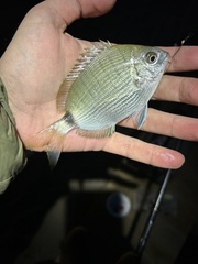 Diplodus holbrookii