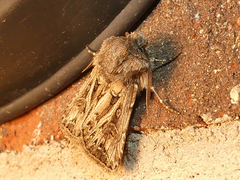 Agrotis gladiaria