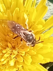 Odontalictus