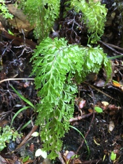 Hymenophyllum demissum