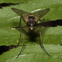 Rhagio hirtus
