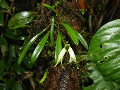 Masdevallia