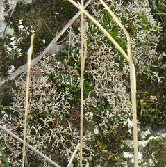 Cladonia rangiformis