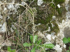 Cladonia rangiformis