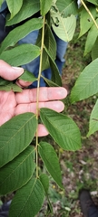 Juglans neotropica