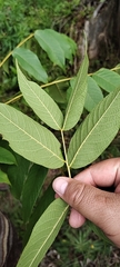 Juglans neotropica