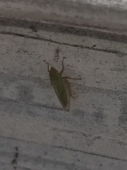 Draeculacephala balli