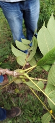 Juglans neotropica