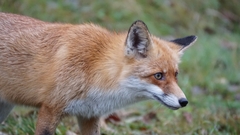 Vulpes vulpes