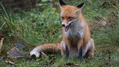 Vulpes vulpes