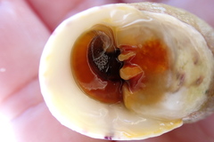 Nerita peloronta