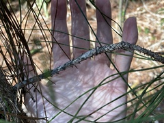 Pinus elliottii densa