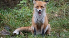 Vulpes vulpes