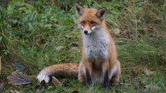Vulpes vulpes