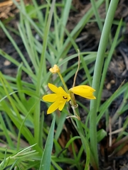 Cyrtanthus breviflorus