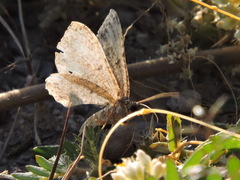 Ennominae