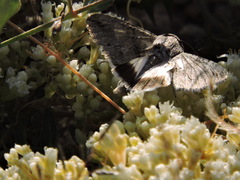 Melipotis acontioides