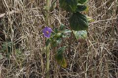 Lycianthes lycioides
