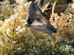 Melipotis acontioides