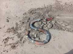 Micrurus pyrrhocryptus