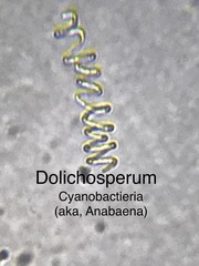 Dolichospermum