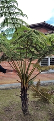 Cyathea tryonorum