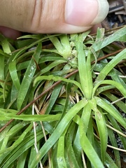 Eriocaulaceae