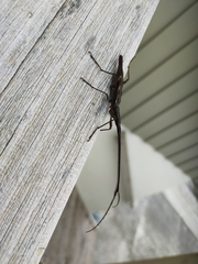 Lasiorhynchus barbicornis