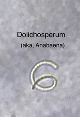 Dolichospermum