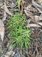 Eriocaulaceae