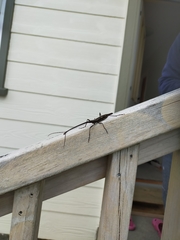 Lasiorhynchus barbicornis