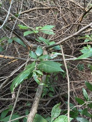 Coccoloba diversifolia