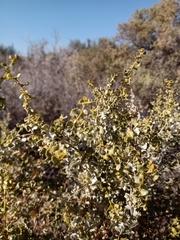 Atriplex undulata