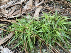 Eriocaulaceae