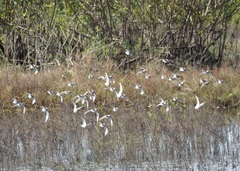 Calidris minutilla