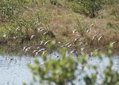 Calidris minutilla
