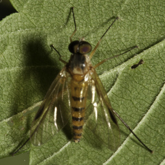 Rhagio hirtus