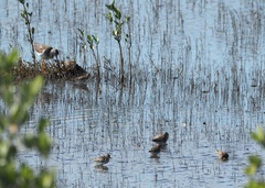 Calidris minutilla