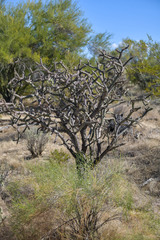 Cylindropuntia thurberi
