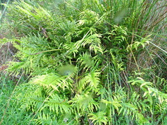 Blechnum minus
