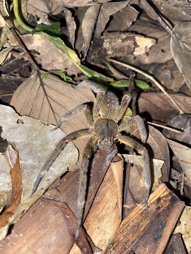 Phoneutria reidyi (Phoneutria reidyi)
