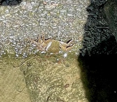 Metopograpsus thukuhar