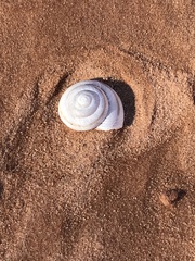 Oreohelix