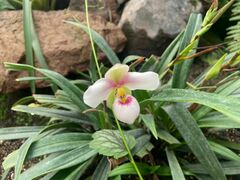 Phragmipedium schlimii