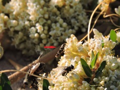 Scythris trivinctella