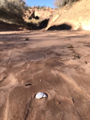 Oreohelix