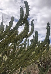 Myrtillocactus geometrizans