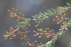 Acacia gittinsii